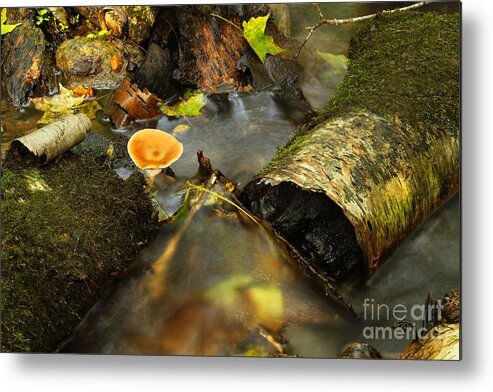 Stream Metal Print featuring the photograph Into The Stream 9 by Jimmy Ostgard