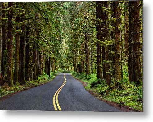 Curve Metal Print featuring the photograph Into the Woods by David Andersen
