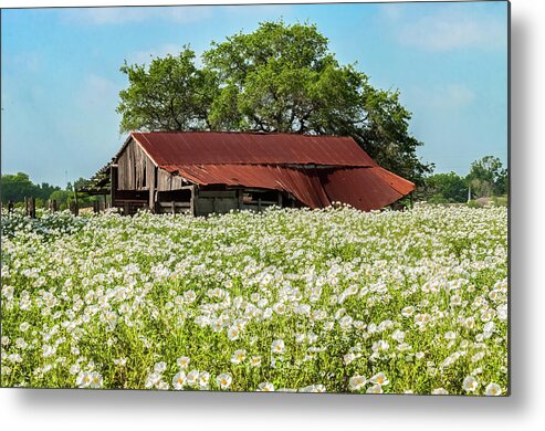 Abandoned Metal Print featuring the photograph Poppy invasion in Hillcountry-Texas by Usha Peddamatham
