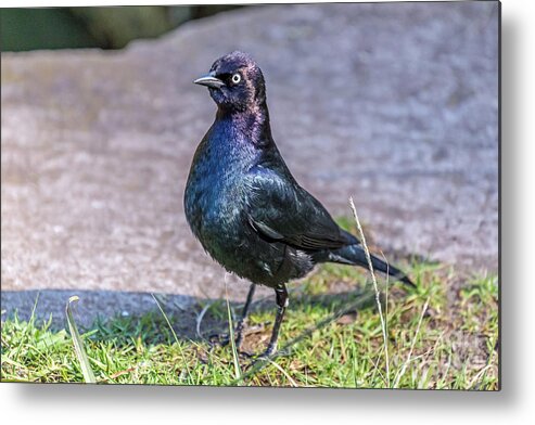 Brewer's Blackbird Metal Print featuring the photograph Iridescent Brewer by Kate Brown