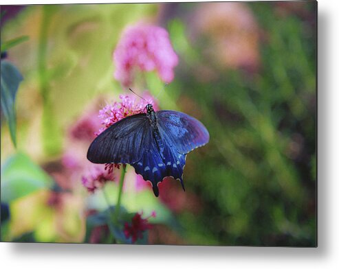 Butterfly Metal Print featuring the photograph Iridescent by Jade Moon