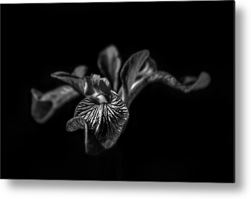 Flower Metal Print featuring the photograph Iris by Bulik Elena