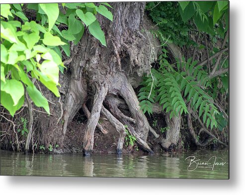  Metal Print featuring the photograph Island Tree by Brian Jones