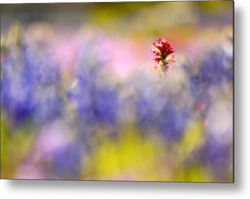 Paintbrush Metal Print featuring the photograph Isolated Paintbrush by Ted Keller