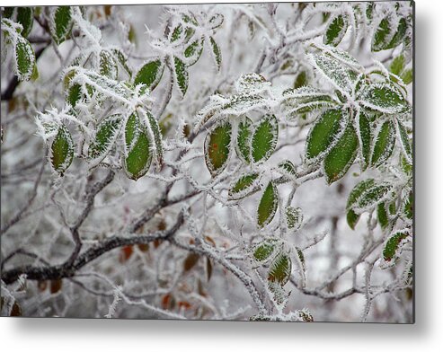 Frost Metal Print featuring the photograph It's Cold Outside by Mike Eingle
