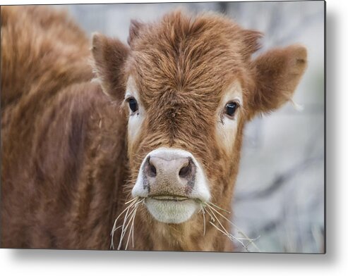 Calf Metal Print featuring the photograph It's Hard to Smile When Your Mouth Is Full by Belinda Greb