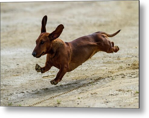 Dachshund Metal Print featuring the photograph Its not a Sausage its a Dog by Heiko Koehrer-Wagner