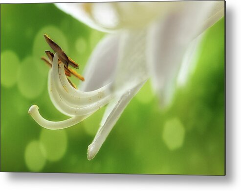 Hosta Metal Print featuring the photograph It's Summer Time by Mike Eingle