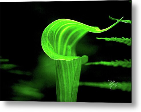 Macro Photography Metal Print featuring the photograph Jack In The Pulpit with Ferns by Meta Gatschenberger