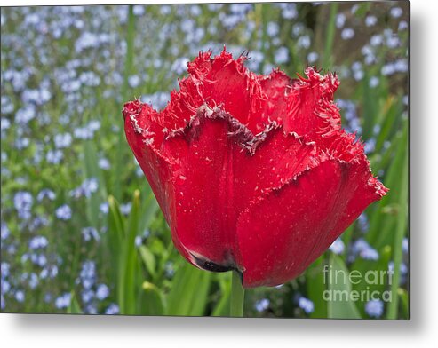 Flowers Metal Print featuring the photograph Jagged Petals #2 by Mark Ali