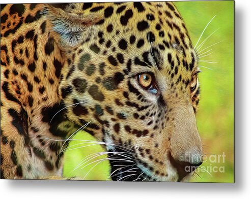 Jaguars Metal Print featuring the mixed media Jaguar Up Very Close by DB Hayes