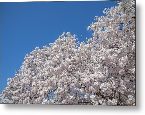 Scenic Metal Print featuring the photograph Japanese Cherry Tree Blossoms on the Tidal Basin DS0081 by Gerry Gantt