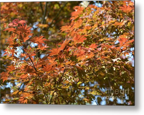 Japanese Maple Beauty Metal Print featuring the photograph Japanese Maple Beauty by Maria Urso