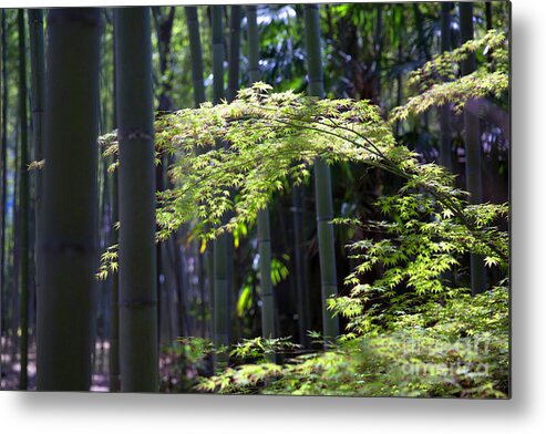 Japanese Metal Print featuring the photograph Japanese Maple in the Arashiyama Bamboo Grove by Karen Jorstad