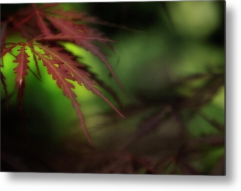 Leaves Metal Print featuring the photograph Japanese Maple by Mike Eingle