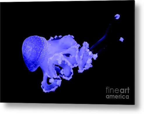 Jellyfish Metal Print featuring the photograph Jellyfish by Amanda Mohler