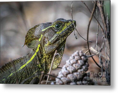 Basilisk Metal Print featuring the photograph Jesus Lizard #2 by Tom Claud