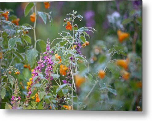 Jewel Weed Metal Print featuring the photograph Jewel Weed with Dew Diamonds by John Meader