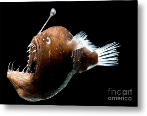 Johnsons Abyssal Seadevil Metal Print featuring the photograph Johnsons Abyssal Seadevil by Dant Fenolio