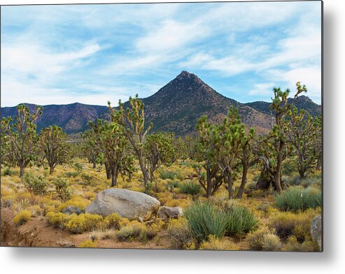 Joshua Tree Forest Metal Print featuring the photograph Joshua Tree Forest by Bonnie Follett