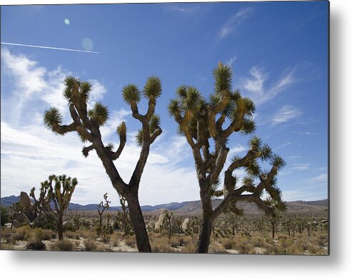 Joshua Tree Metal Print featuring the photograph Joshua Tree With jetstream by Erik Burg