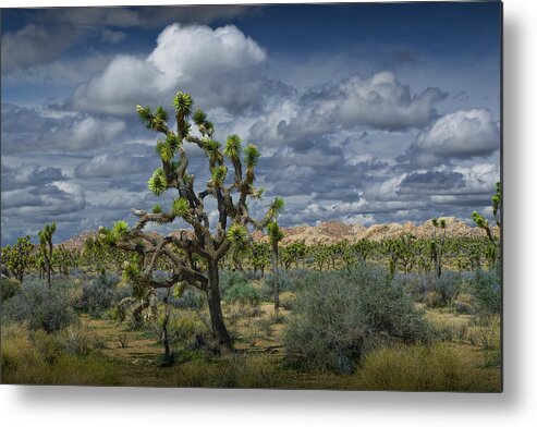 Art Metal Print featuring the photograph Joshua Trees under a Cloudy Blue Sky by Randall Nyhof