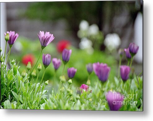 Linda Drown Metal Print featuring the photograph Joy by Linda Drown