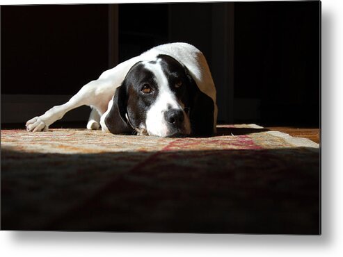 Dogs.animal Metal Print featuring the photograph Junebug by Robert Meanor