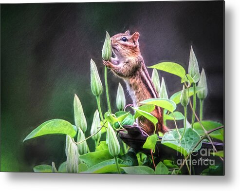 Chipmunk Metal Print featuring the photograph Just A Little Sniff by Tina LeCour