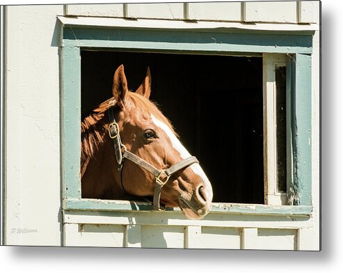 Horse Metal Print featuring the photograph Just a Quick Peek by Pamela Williams
