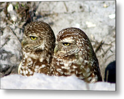 Burrowing Owls Metal Print featuring the photograph Just act casual and maybe no one will notice us by Virginia Fred