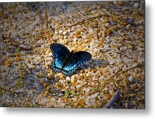 Insect Metal Print featuring the photograph Just Black and Blue all Over by Michael Whitaker