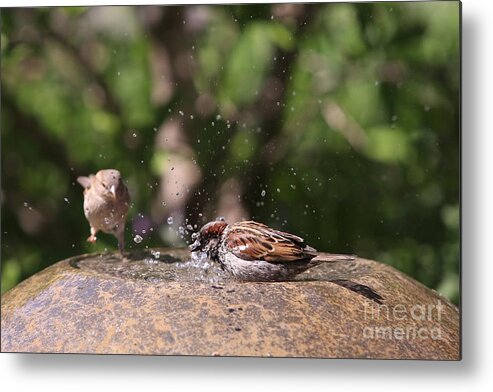 Birds Metal Print featuring the photograph Just Get In the Water by Kate Purdy