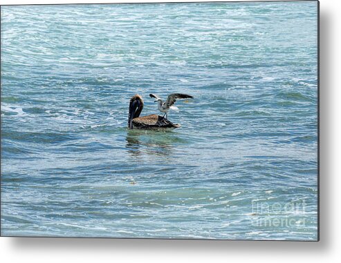 Brown Pelican Metal Print featuring the photograph Just Give Me One by William Tasker