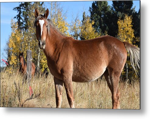 Animal Metal Print featuring the photograph Horse CR 511 Divide CO by Margarethe Binkley