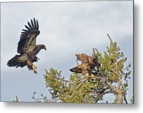 American Bald Eagle Metal Print featuring the photograph Juvenile Bald Eagles High in the Pines by Natural Focal Point Photography