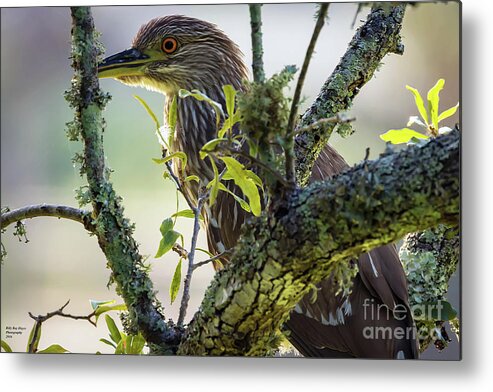 Nature Metal Print featuring the photograph Juvenile Black Crown Night Heron on Alert by DB Hayes