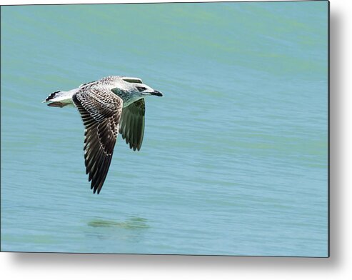 Dawn Currie Photography Metal Print featuring the photograph Juvenile Great Black-backed Gull in Flight by Dawn Currie