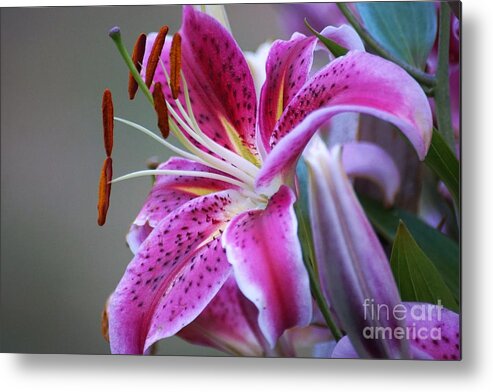 Lilly Metal Print featuring the photograph K and D Lilly 6 by Merle Grenz