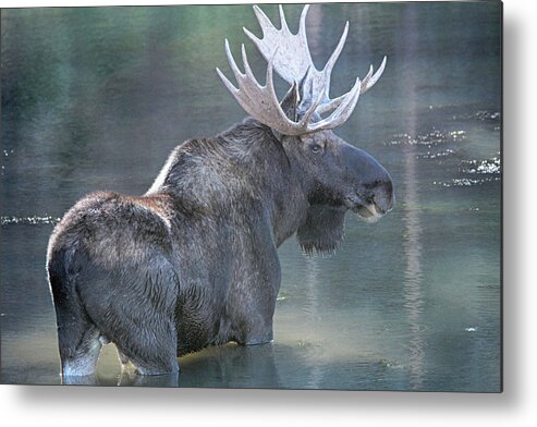 Bull Moose Metal Print featuring the photograph Keeping Watch by Marta Alfred
