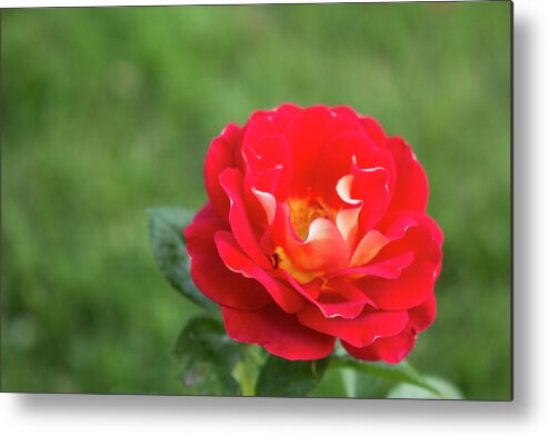 Close-up Metal Print featuring the photograph Ketchup and Mustard Rose by K Bradley Washburn