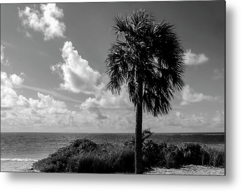 Photo For Sale Metal Print featuring the photograph Key West Palm by Robert Wilder Jr