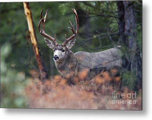 Deer Metal Print featuring the photograph King Behind the Rub by Douglas Kikendall