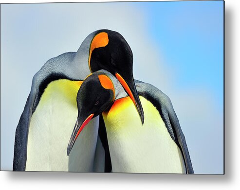 King Penguin Metal Print featuring the photograph King Penguin by Tony Beck