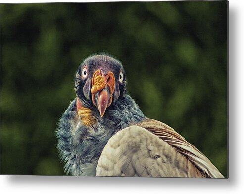 Bird Metal Print featuring the photograph King Vulture by Martin Newman