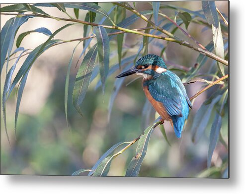 Kingfisher Metal Print featuring the photograph Kingfisher In Willow by Pete Walkden