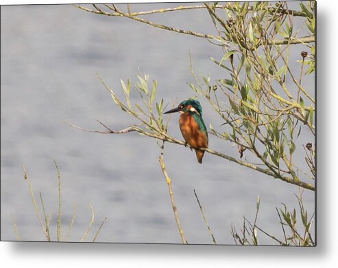 ©wendy Cooper Metal Print featuring the photograph Kingfisher Waiting by Wendy Cooper