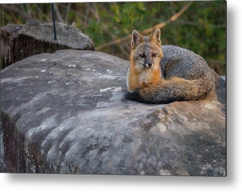 Animals Metal Print featuring the photograph KIngpin by Norman Peay