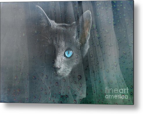 Blue Metal Print featuring the photograph Kitty at the Window by Chris Armytage