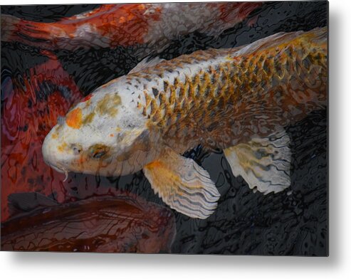 Koi Metal Print featuring the photograph Waiting by Jimmy Chuck Smith